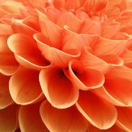 orange dahlia petals close up