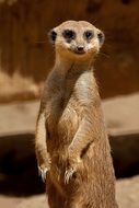 meerkat in african savannah