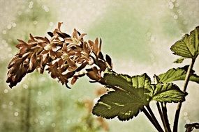 blooming plant at green background, digital art