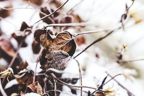 closeup picture of withered frozen leaves in winter