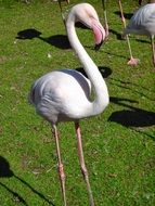 flamingo birds on lawn in zoo