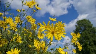 amazing beauty yellow flowers