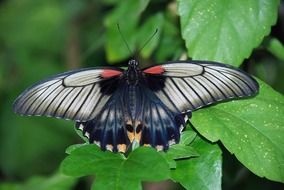 butterfly with filigreed pattern