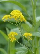 golden yellow stone herb