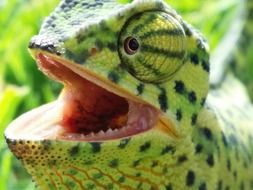 chameleon with opened mouth