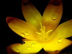 yellow bud with dew drops on a black background