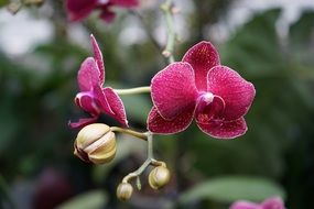 orchid purple flower macro view