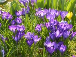 crocus in the spring meadow