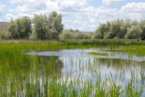 pond in the green thickets of plants