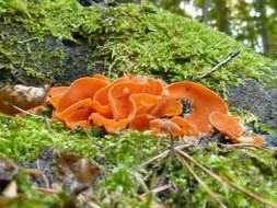 toxic orange mushrooms