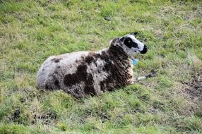 sheep lamb at field lying livestock