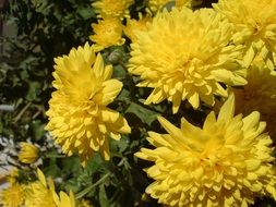 yellow chrysanthemums at sun