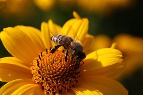 bee pollinating yellow blossom