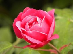 macro photo of delicate pink rosebud