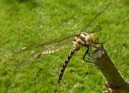 Picture of the big dragonfly