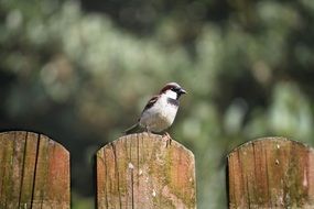 sparrow perched on fence