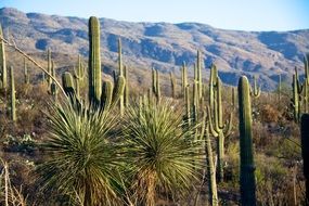 plantation of cacti at the foot of the mountains