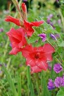 wild red bell flowers on a blurred background
