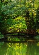 landscape of forest bridge over stream water