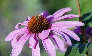 insect on a purple flower close up