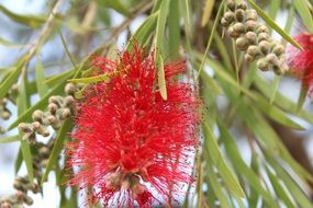 bottlebrush tree on a blurred background