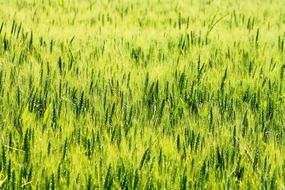 green crop field, background