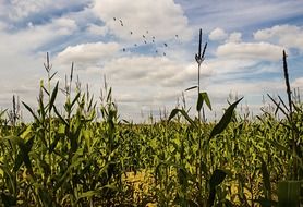 cornfield corn summer landscape
