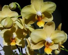 pale yellow orchids close up