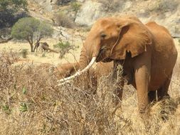 wild brown african elephant