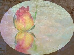 Drawing of a yellow blooming rose in reflection