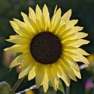 picturesque sun flower