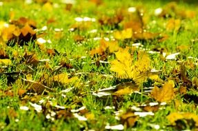 autumn maple leaves on lawn on a blurred background