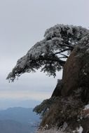 tree on mount sanqing