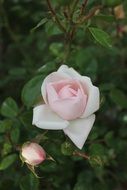 bush with pale pink roses close up
