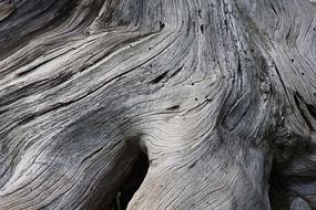 Close-up of a wood structure with roots