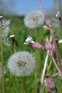 meadow of dandelion flowers