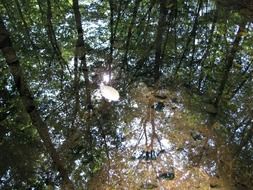 Autumn forest reflecting in the brook water