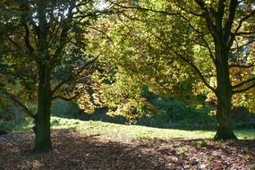 Autumn leaves on the ground near the trees