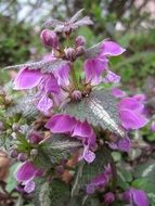 spotted dead nettle close up