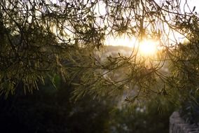 sunlight in pine tree needles