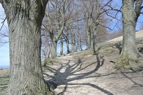 tree alley in early spring on a sunny day