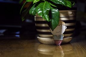 green jasmine potted