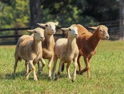 brown goats on green grass in running