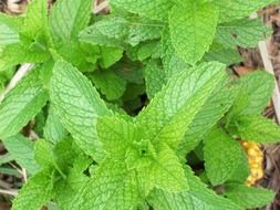 Green mint plants close-up