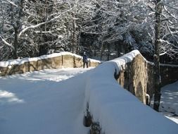 Landscape of snowy park in winter