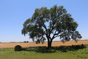 tree near a yellow field under a clear sky