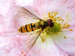 insect inside a pink flower close up