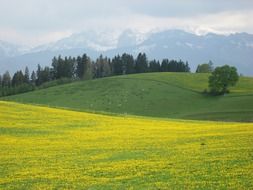 yellow mountain meadow in the alps