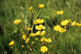 yellow buttercups on the wild meadow