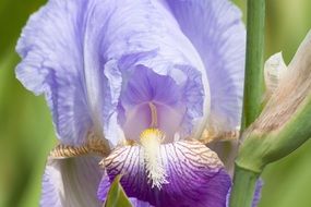 macro photo of purple-blue iris flower in the garden